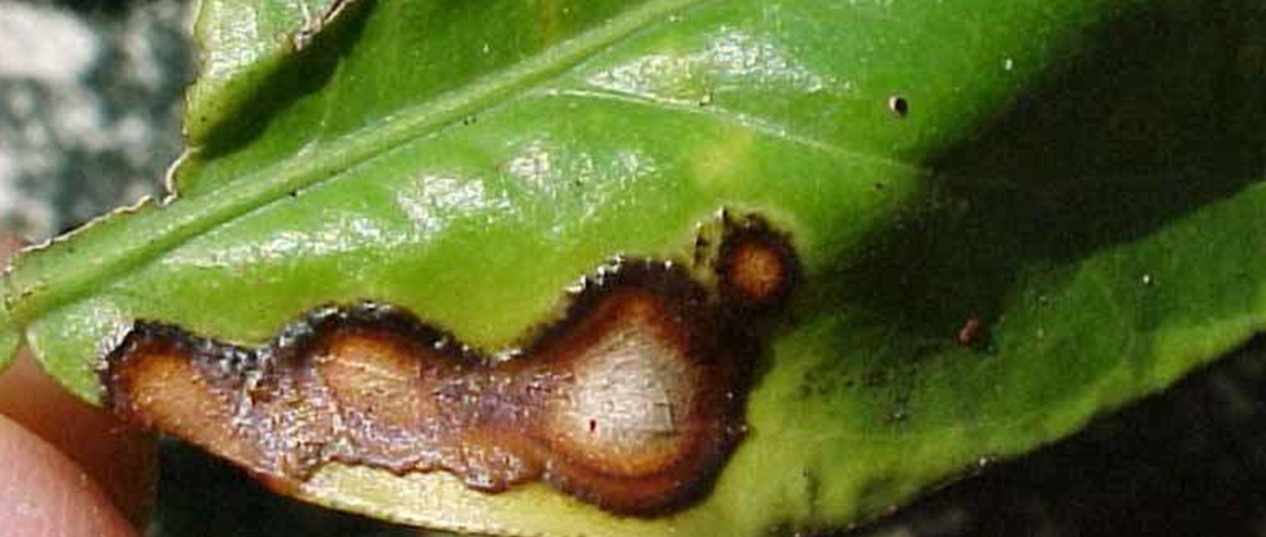 Détails sur l'Anthracnose des agrumes